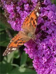 Schmetterling  V