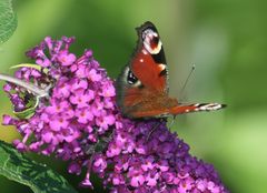 Schmetterling V