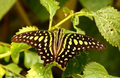 Schmetterling V