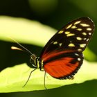 Schmetterling V