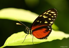 Schmetterling V