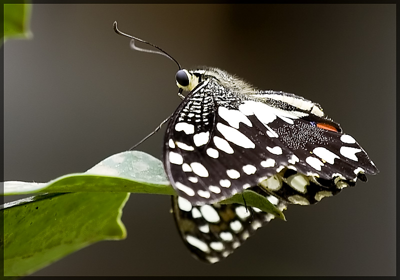 Schmetterling V