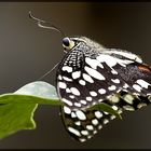 Schmetterling V