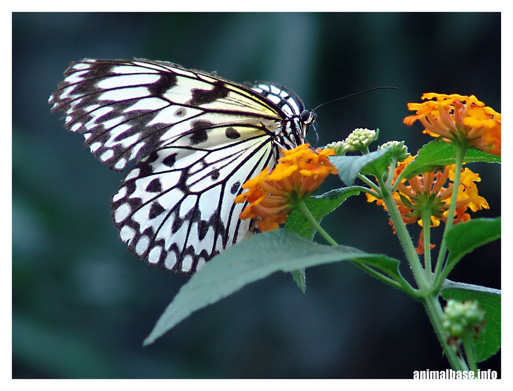 Schmetterling V