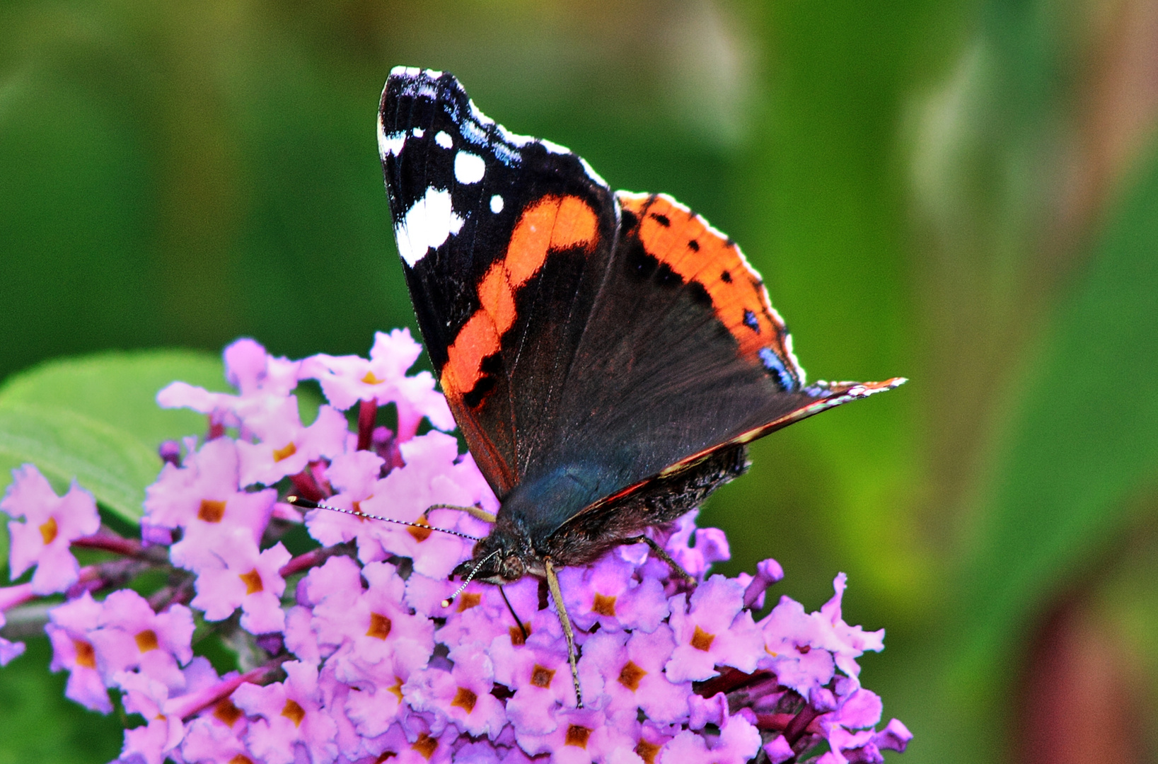 Schmetterling - Vanessa atalanta LINNAEUS 1758 - Admiral