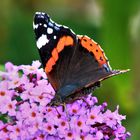 Schmetterling - Vanessa atalanta LINNAEUS 1758 - Admiral