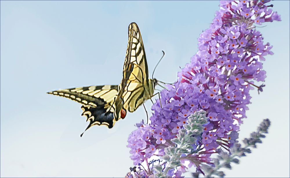 Schmetterling( vergrossert da er zu weit war!