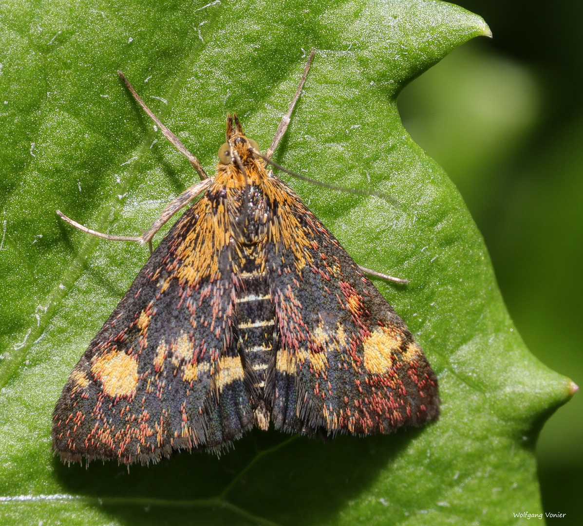 Schmetterling vermutlich eine Zünslerart