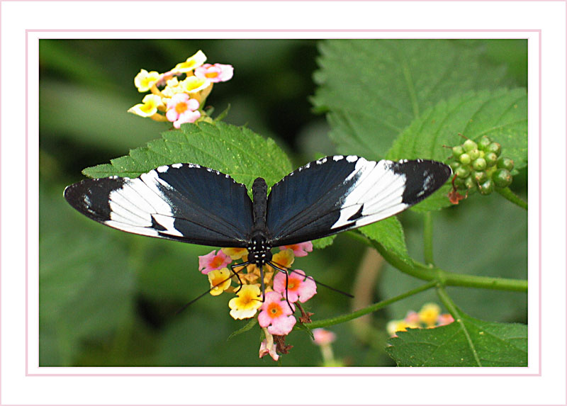 Schmetterling vernascht Blume