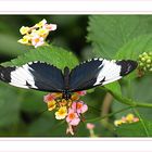 Schmetterling vernascht Blume