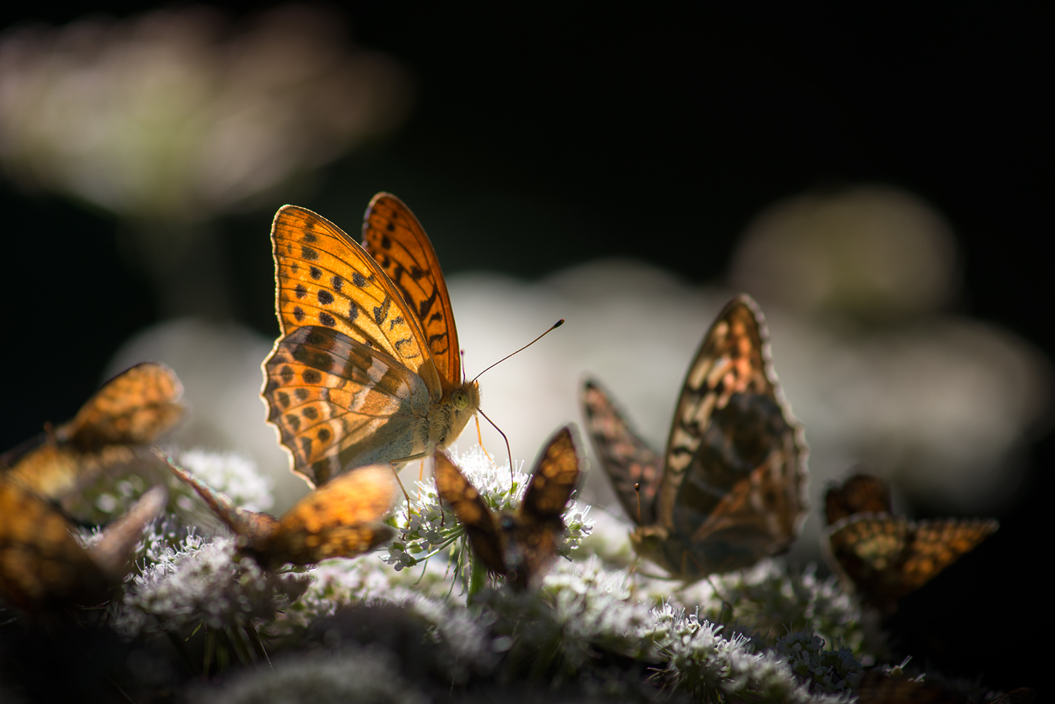 Schmetterling - Versammlung....