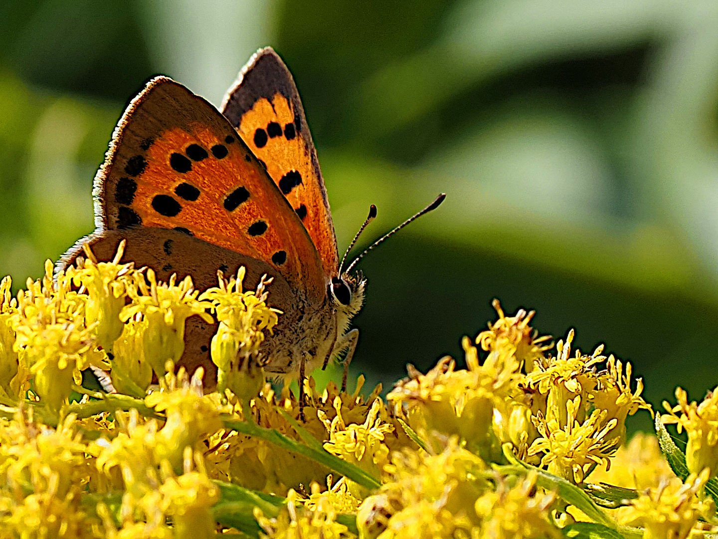 Schmetterling versteckt.