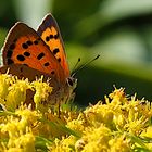 Schmetterling versteckt.