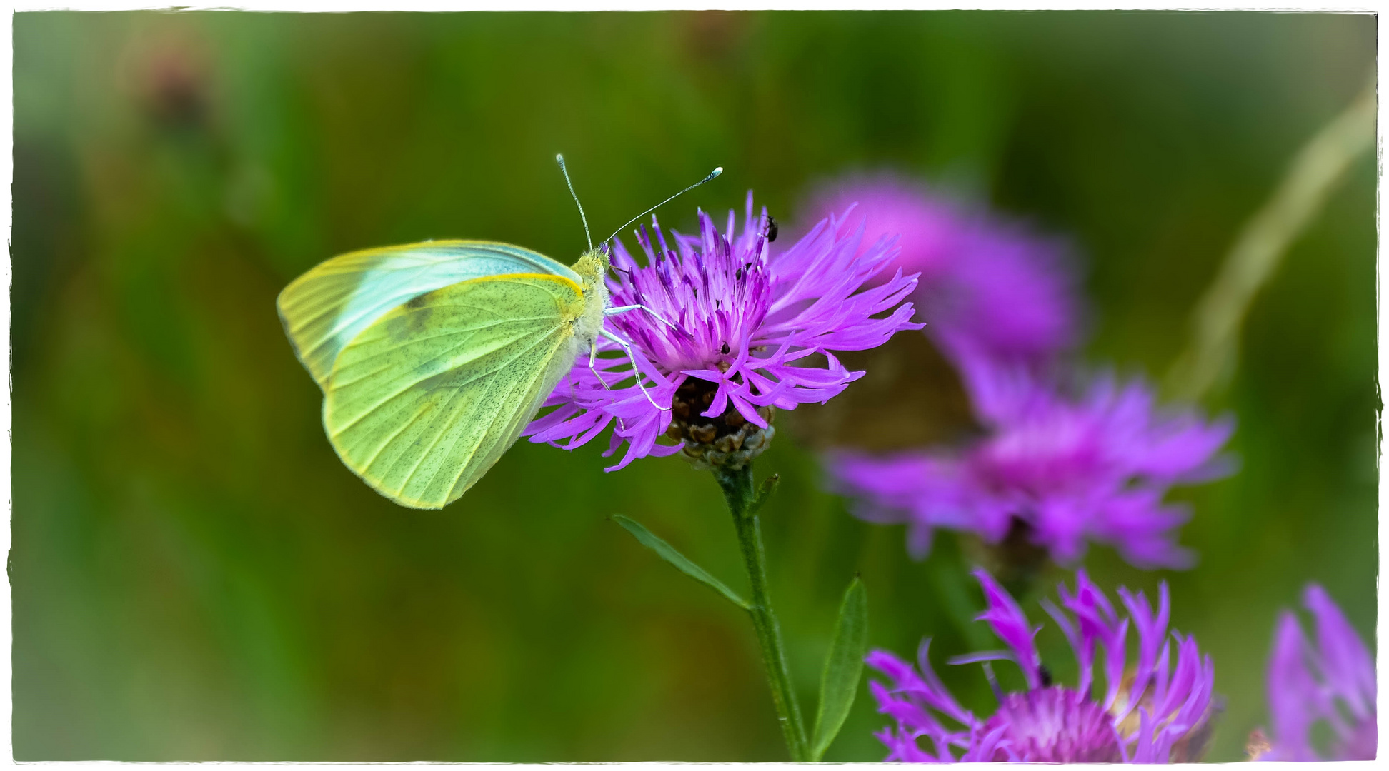 Schmetterling versus Käfer ;--))