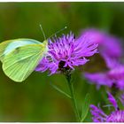 Schmetterling versus Käfer ;--))