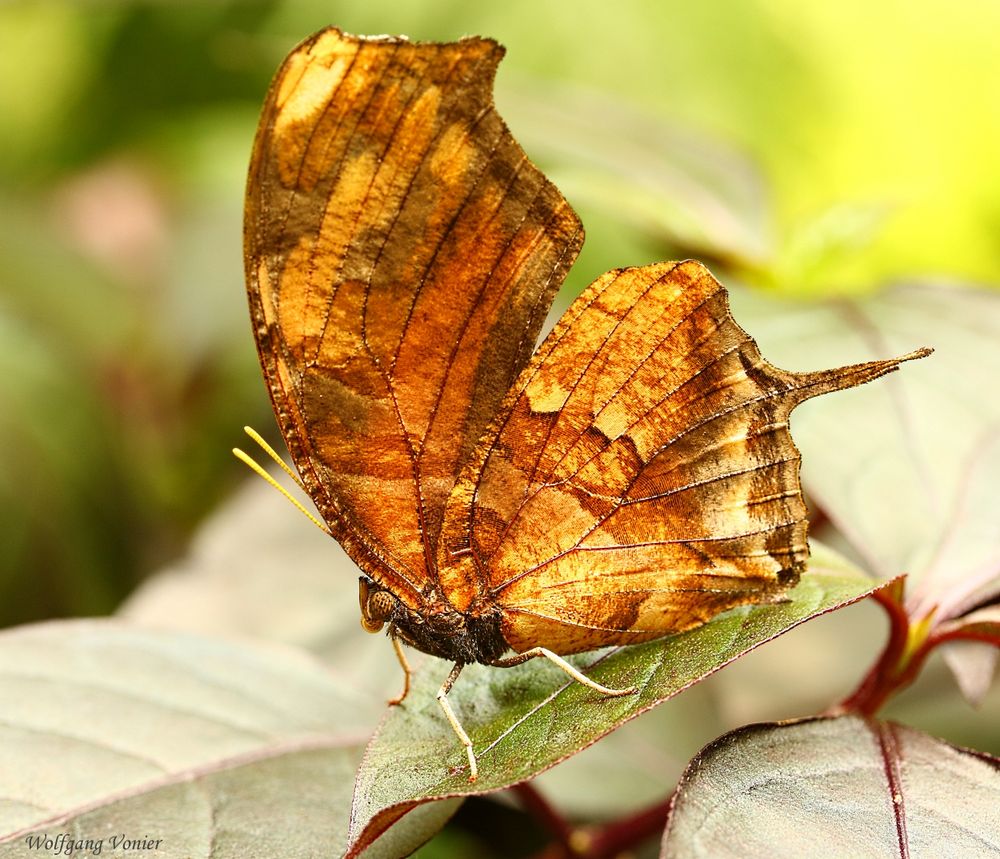 Schmetterling VI