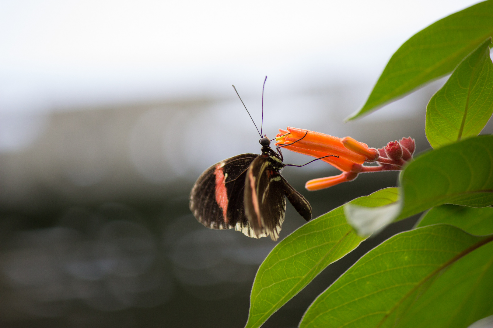 Schmetterling VI