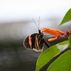 Schmetterling VI