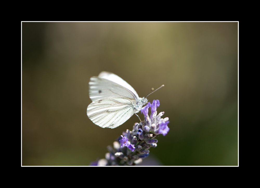 Schmetterling VI