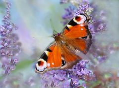 Schmetterling   VI   Tagpfauenaugen 