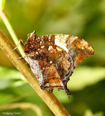 Schmetterling VII