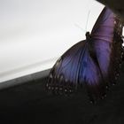 Schmetterling VII