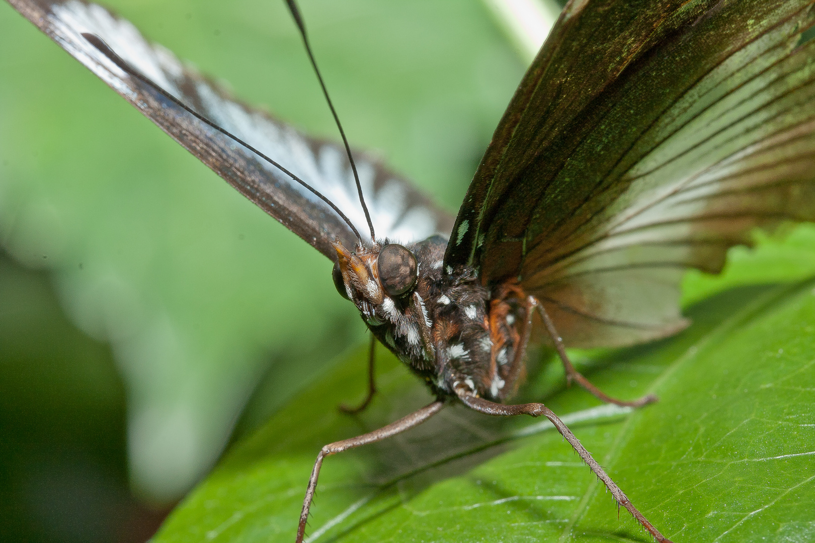 Schmetterling VII