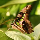 Schmetterling VII