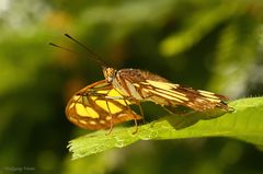 Schmetterling VIII