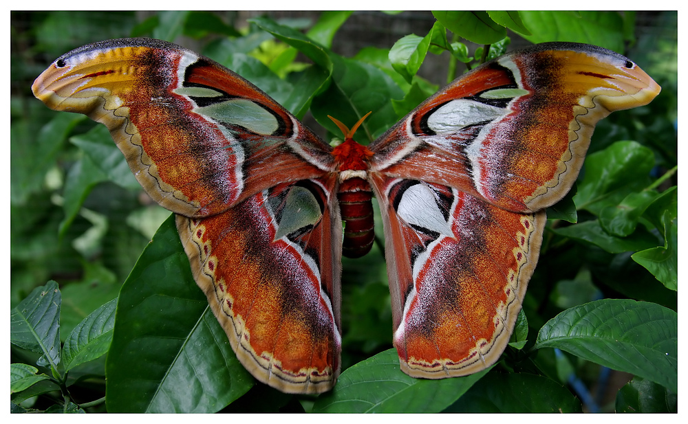 Schmetterling von der Insel Bali