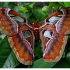 Schmetterling von der Insel Bali