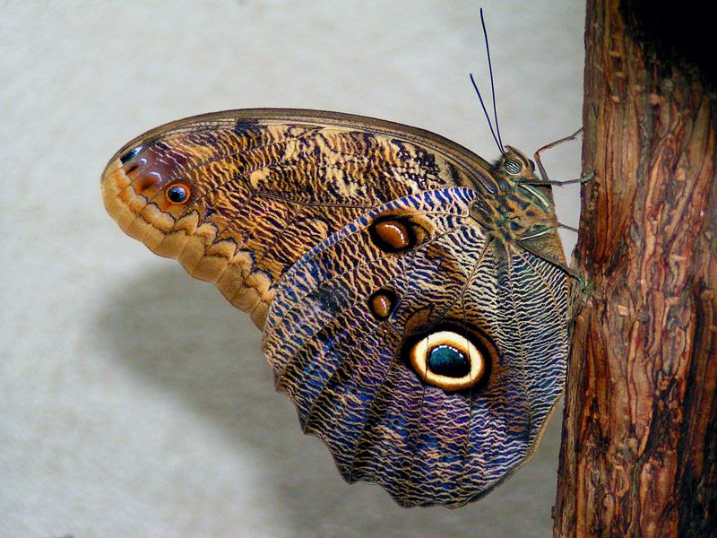 Schmetterling von der Insel Mainau