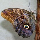 Schmetterling von der Insel Mainau