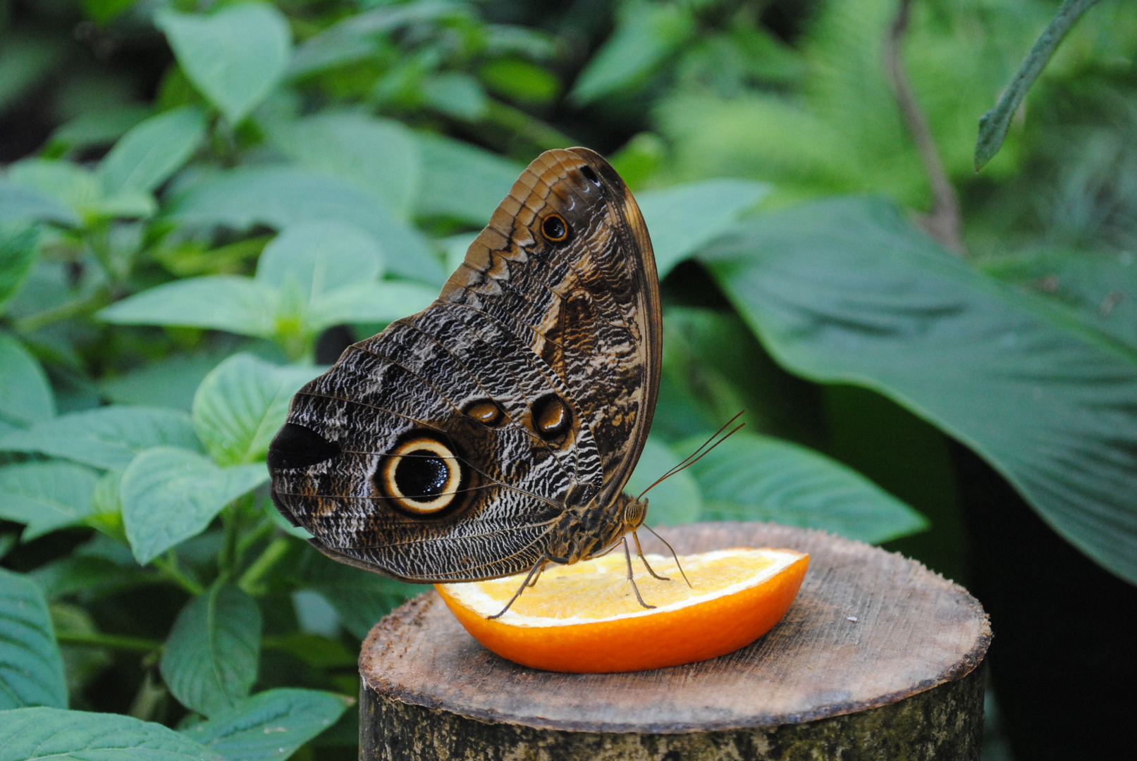 Schmetterling von der Seite