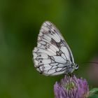 Schmetterling von der Seite