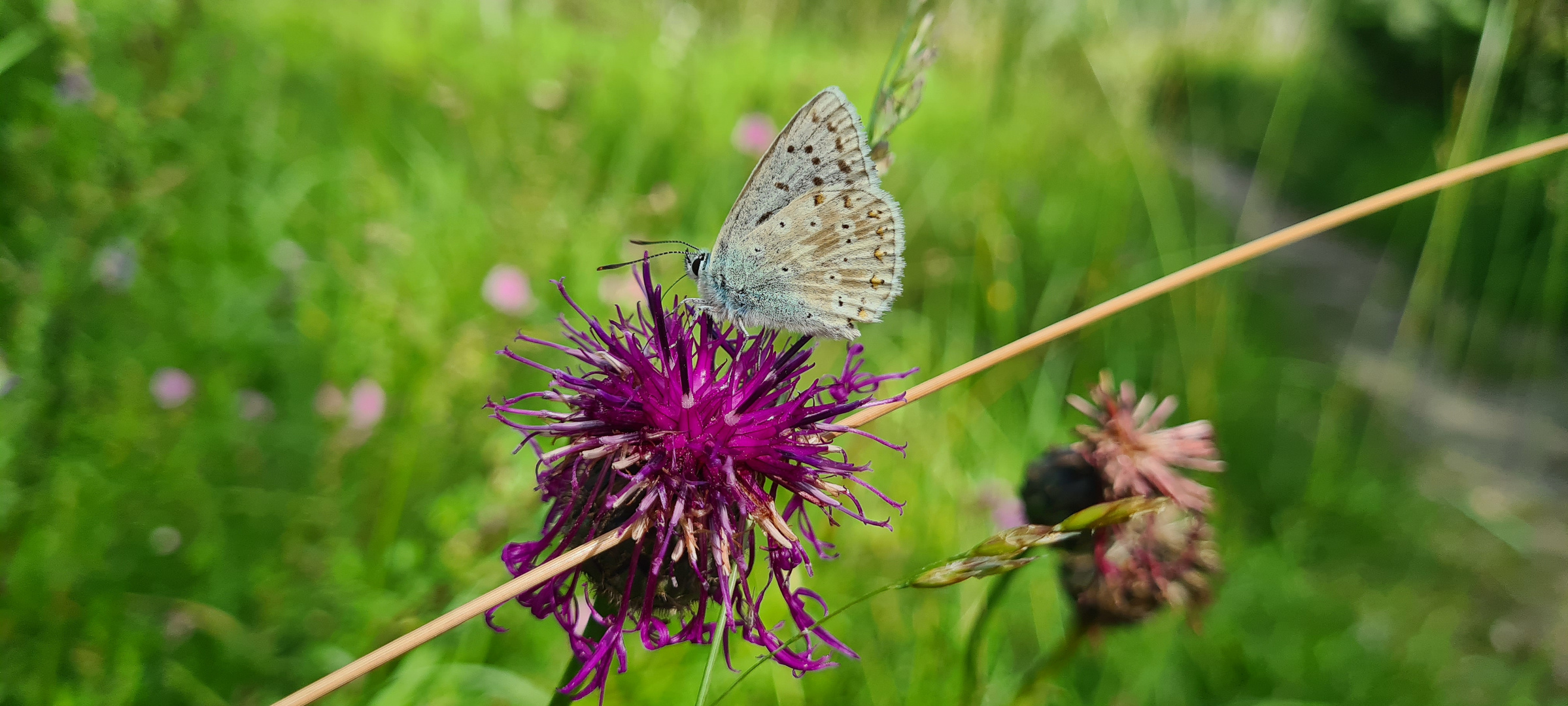 Schmetterling von der Seite