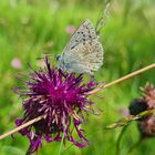 Schmetterling von der Seite