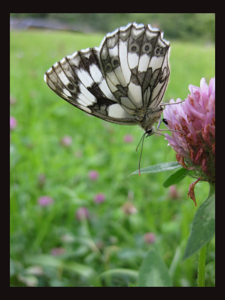 Schmetterling von einer anderen Sicht weise.