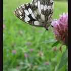 Schmetterling von einer anderen Sicht weise.