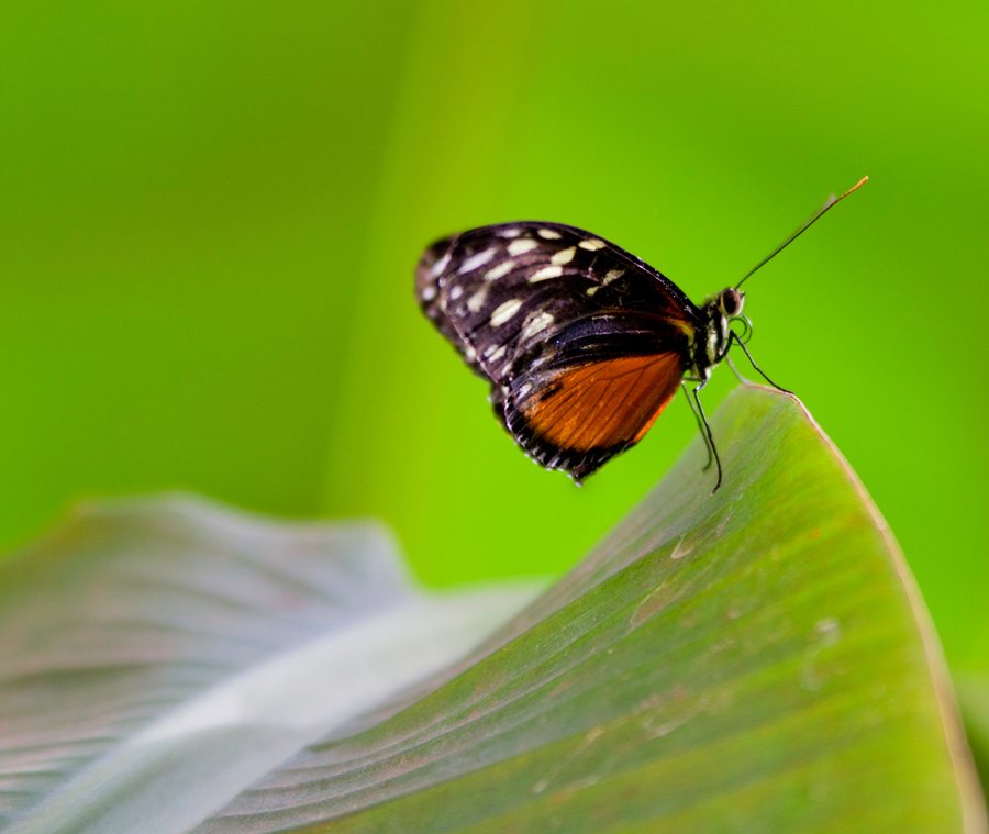 Schmetterling von heute