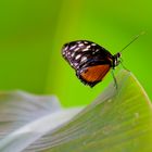 Schmetterling von heute