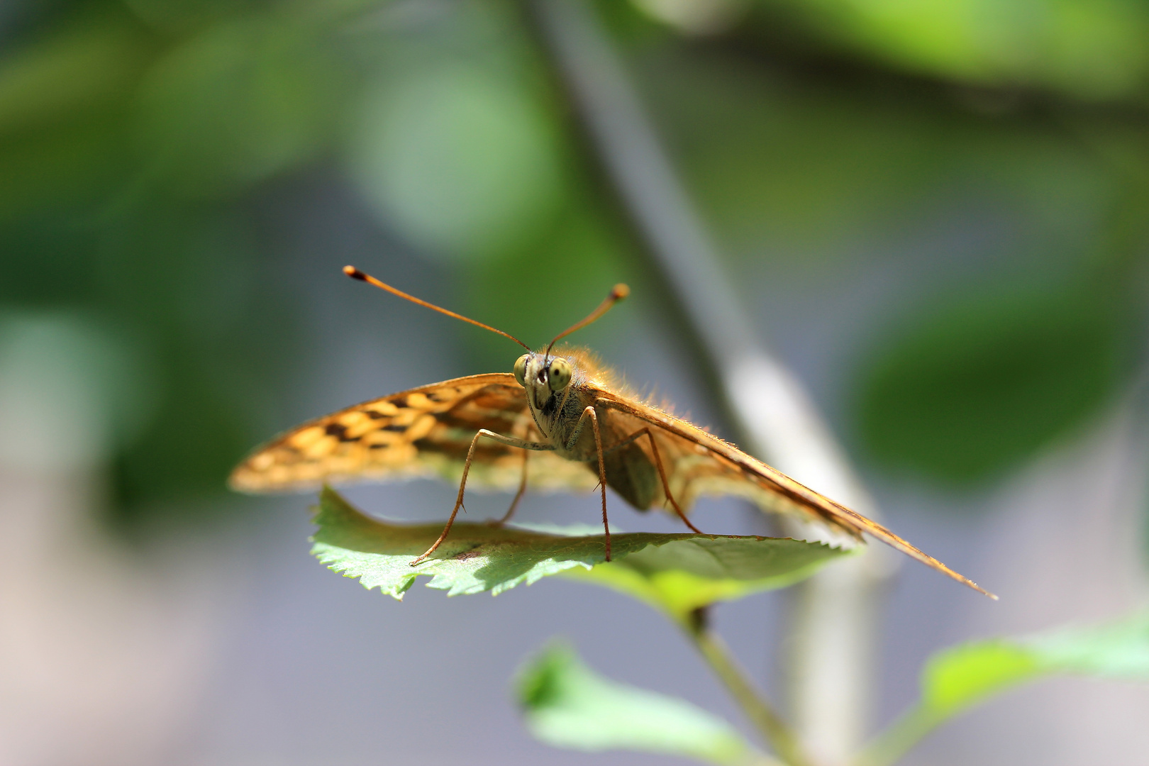 Schmetterling von unten