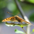 Schmetterling von unten