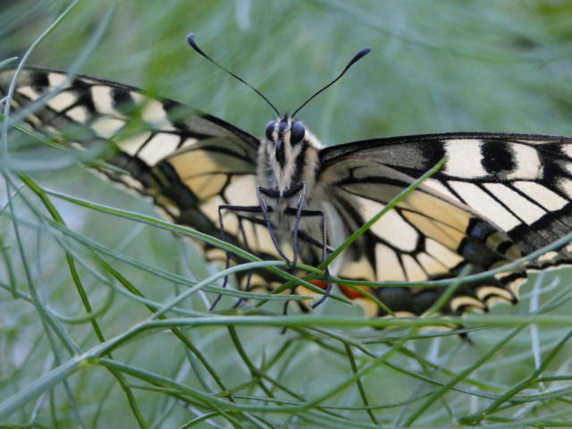 Schmetterling von vorne