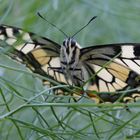 Schmetterling von vorne