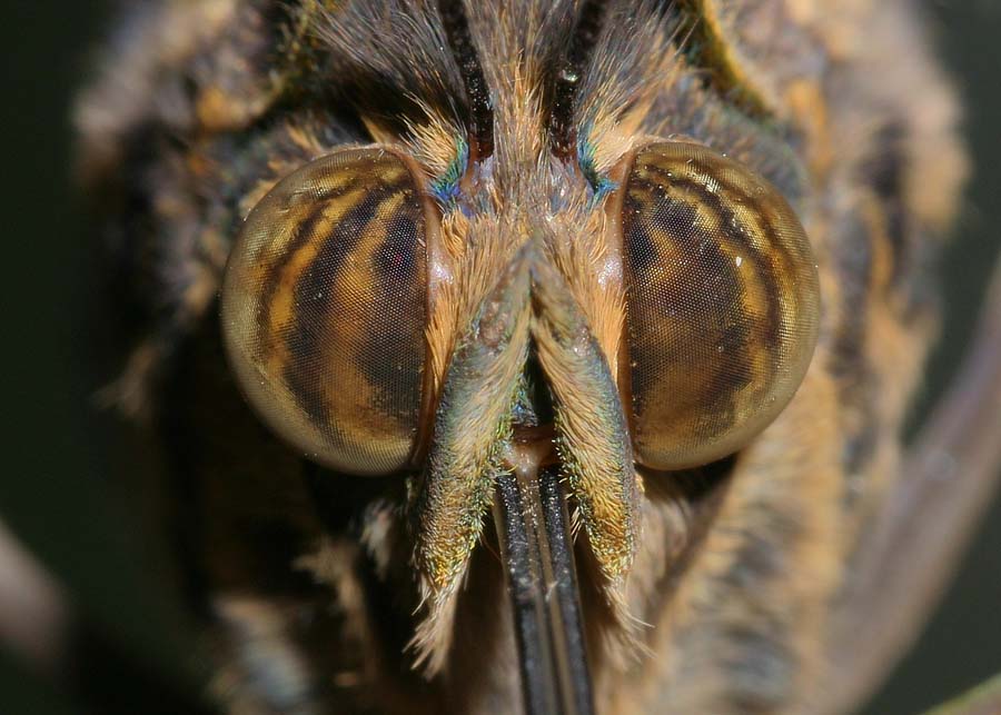 Schmetterling von vorne