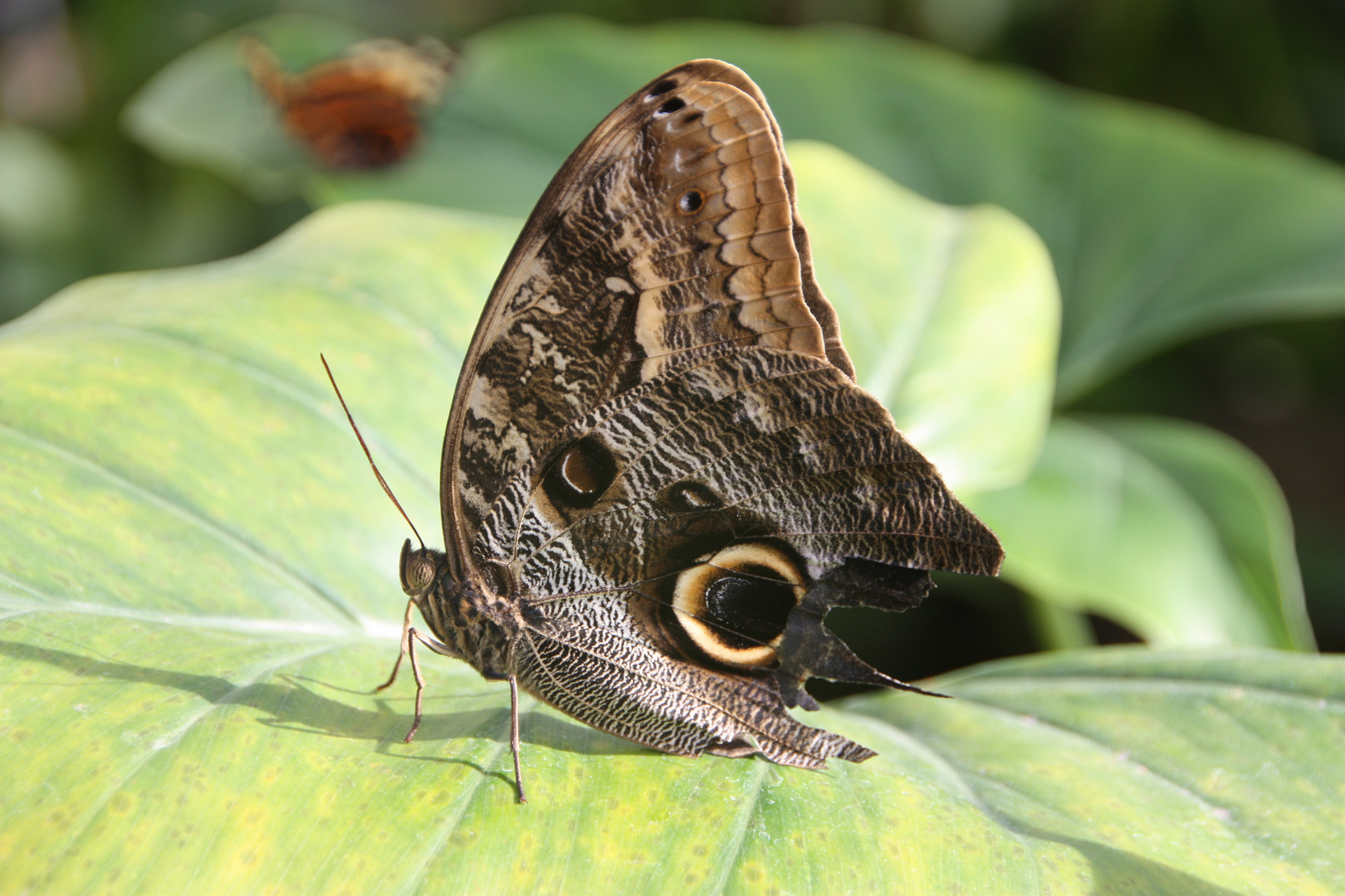 Schmetterling von vorne