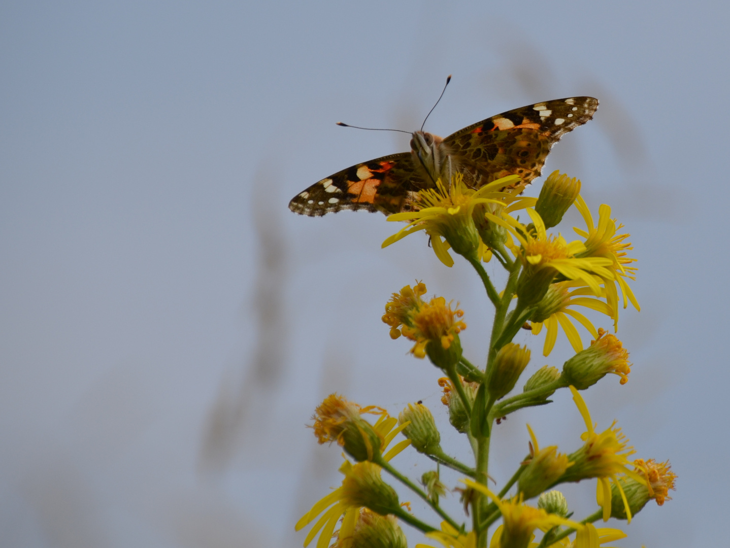 Schmetterling von vorne!