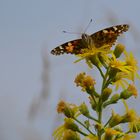 Schmetterling von vorne!