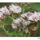 Schmetterling von weißer Spinne gefangen...